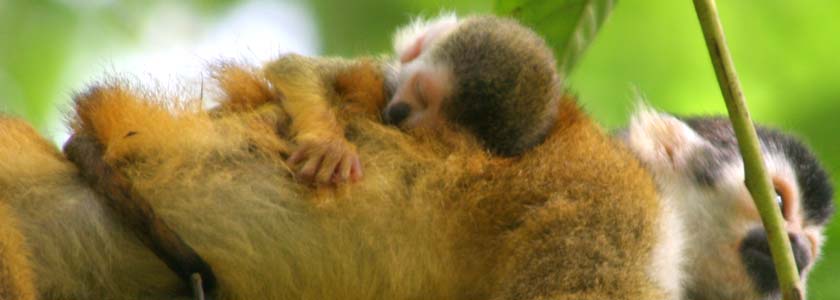 Red Backed Squirrel Monkey Mama and Baby
